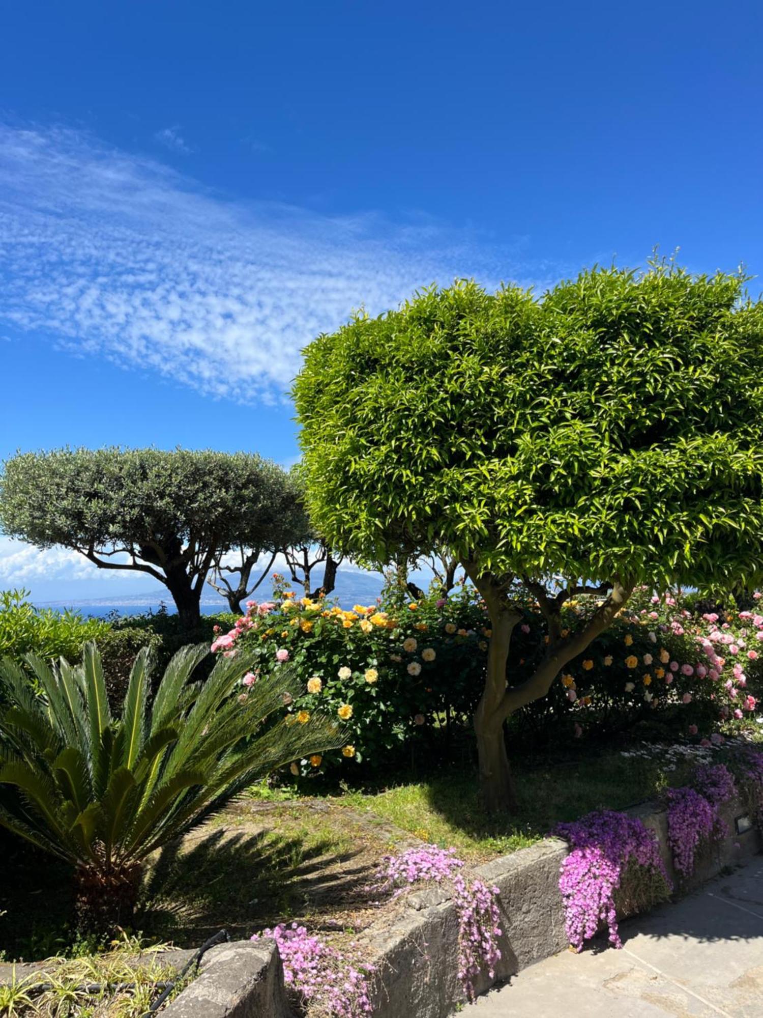 Sorrento Olive Tree Garden Otel Dış mekan fotoğraf